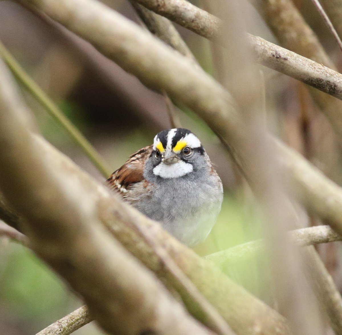 White-throated Sparrow - ML617679505