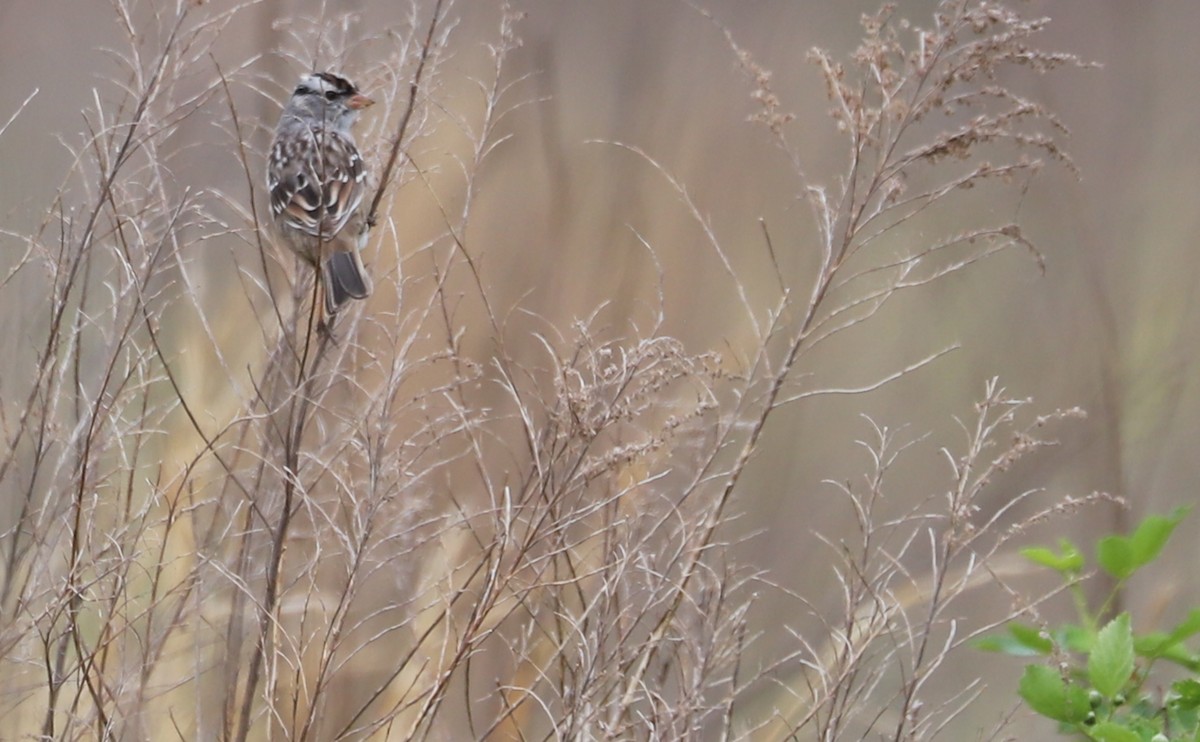 White-crowned Sparrow (Dark-lored) - ML617679544