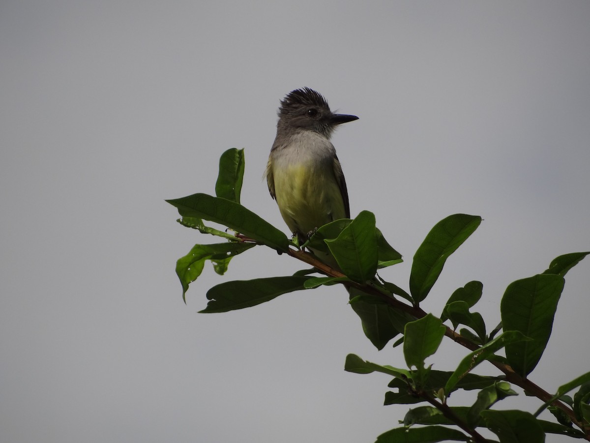 Sooty-crowned Flycatcher - ML617679577