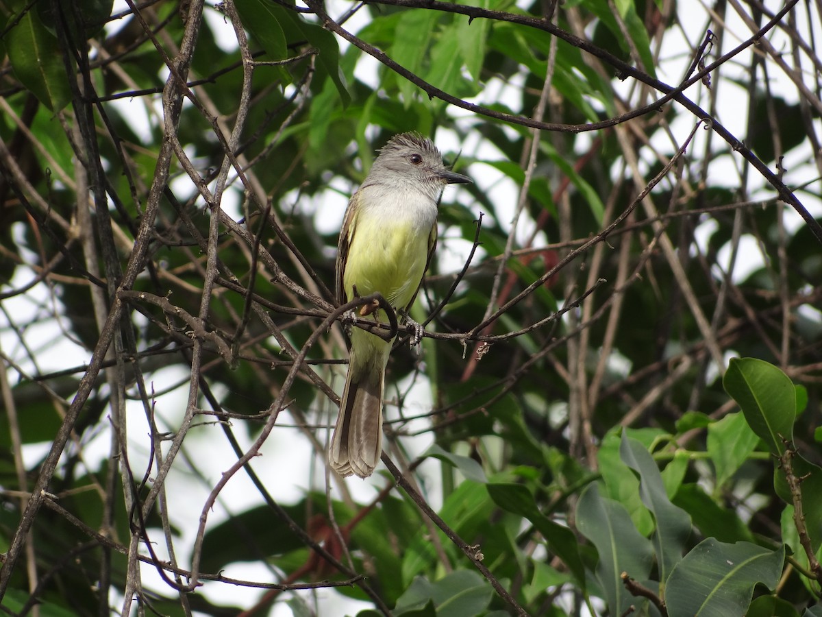 Sooty-crowned Flycatcher - ML617679593