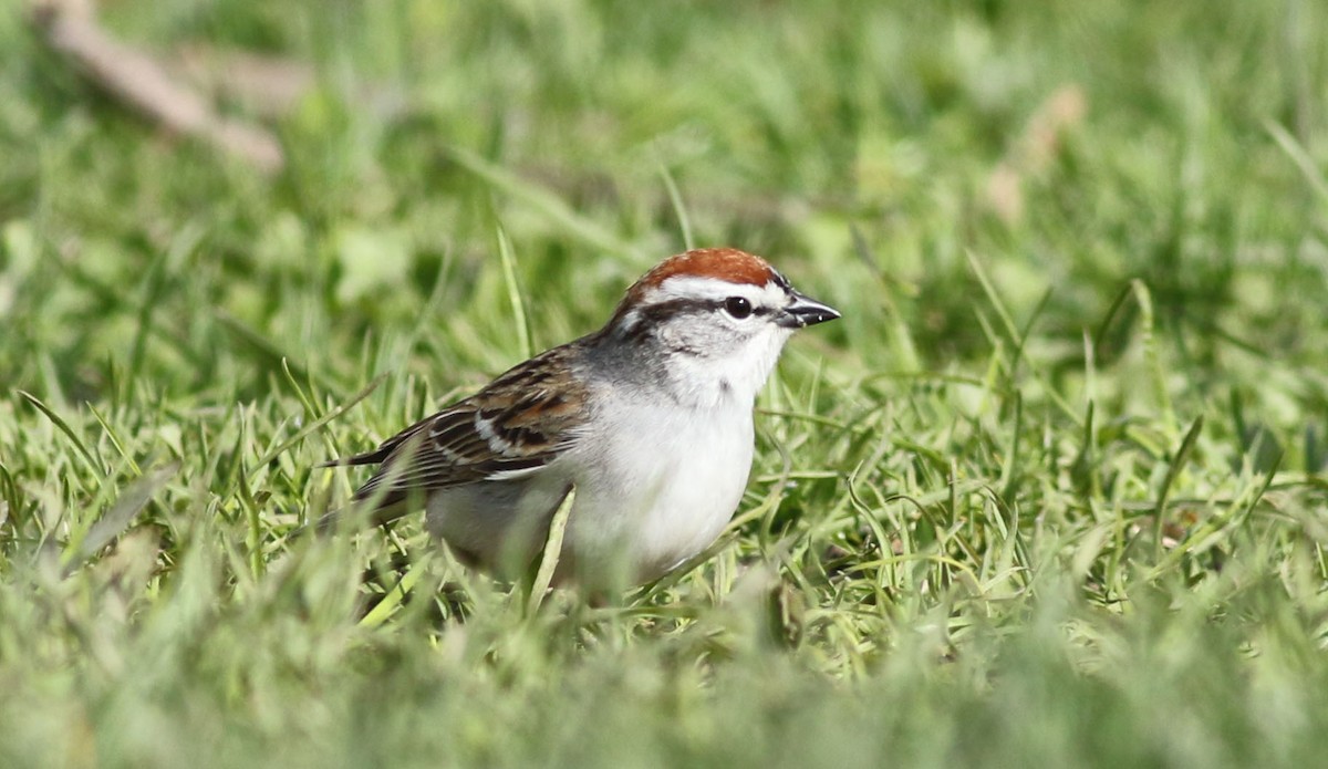 Chipping Sparrow - ML617679608
