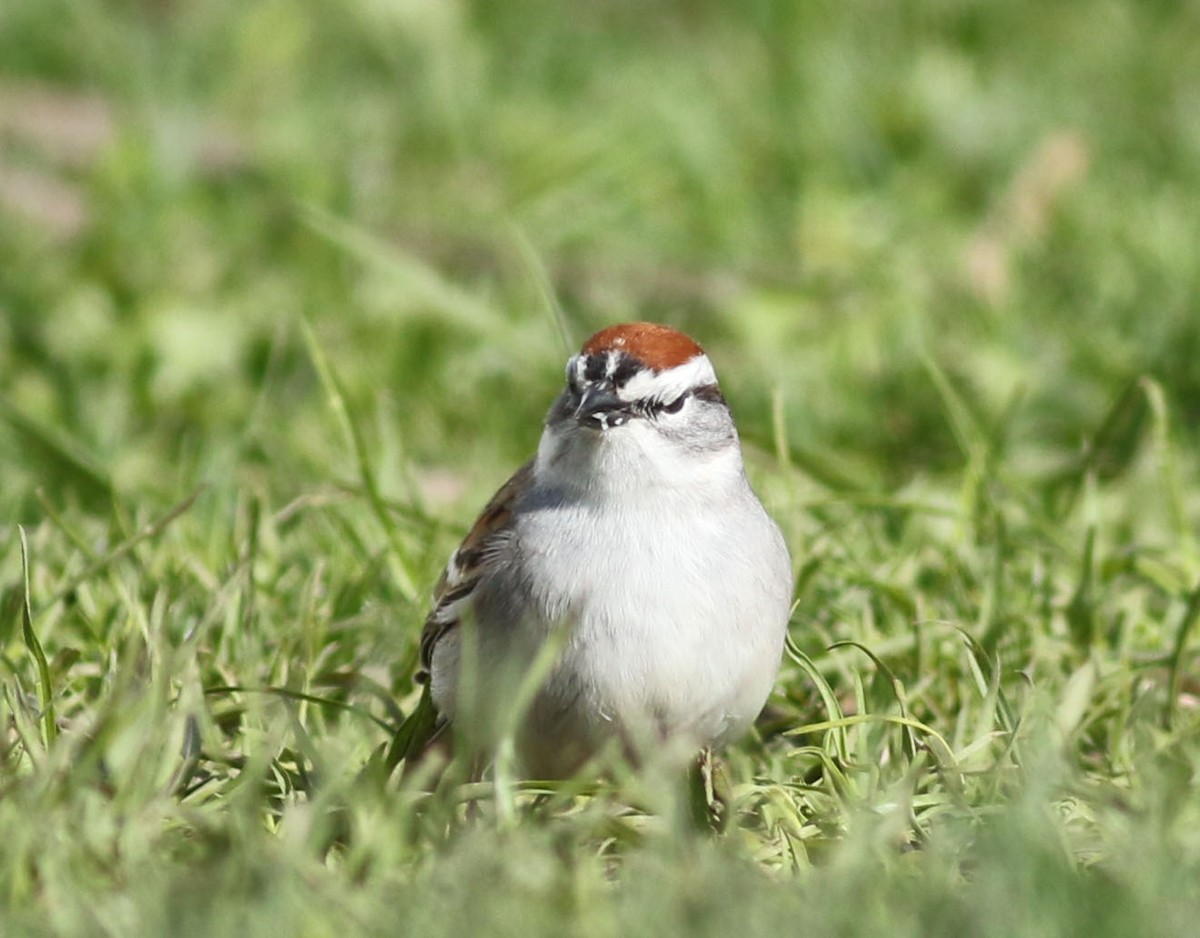 Chipping Sparrow - ML617679609