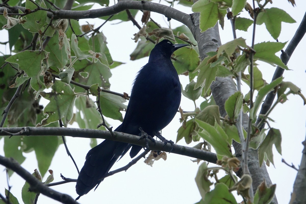 Great-tailed Grackle - ML617679673