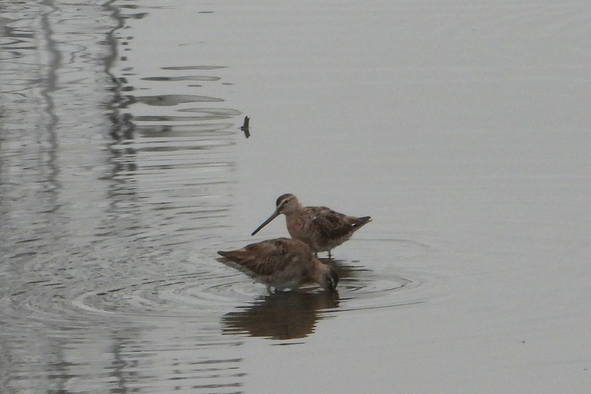 Long-billed Dowitcher - ML617679684