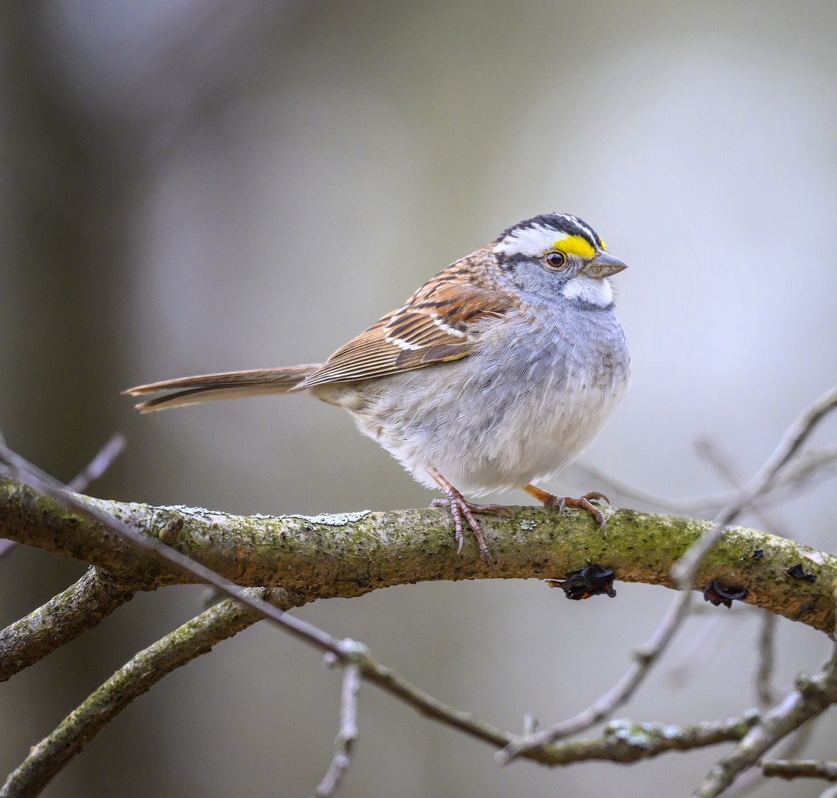White-throated Sparrow - ML617679707