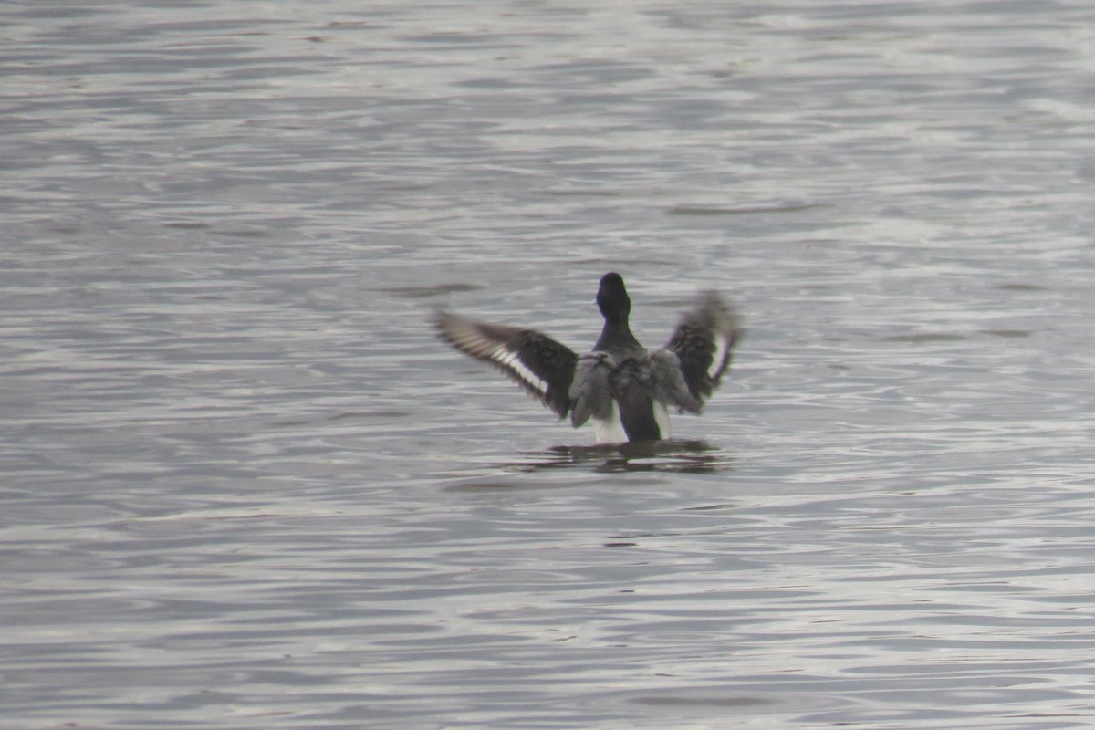 Greater Scaup - ML617679711