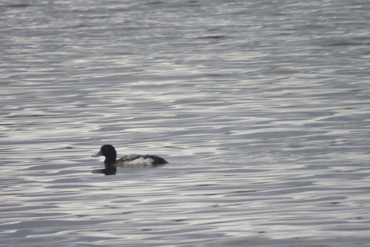 Greater Scaup - ML617679712