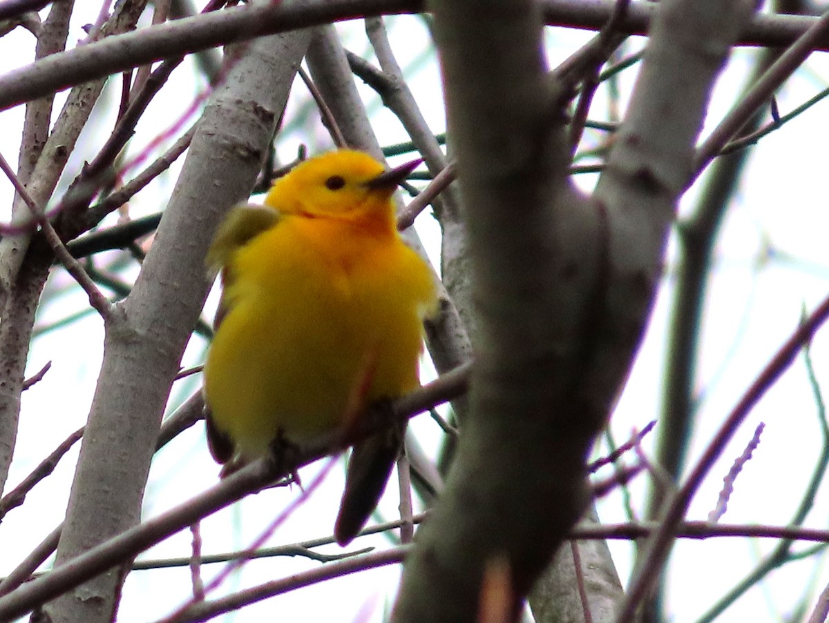 Prothonotary Warbler - ML617679844