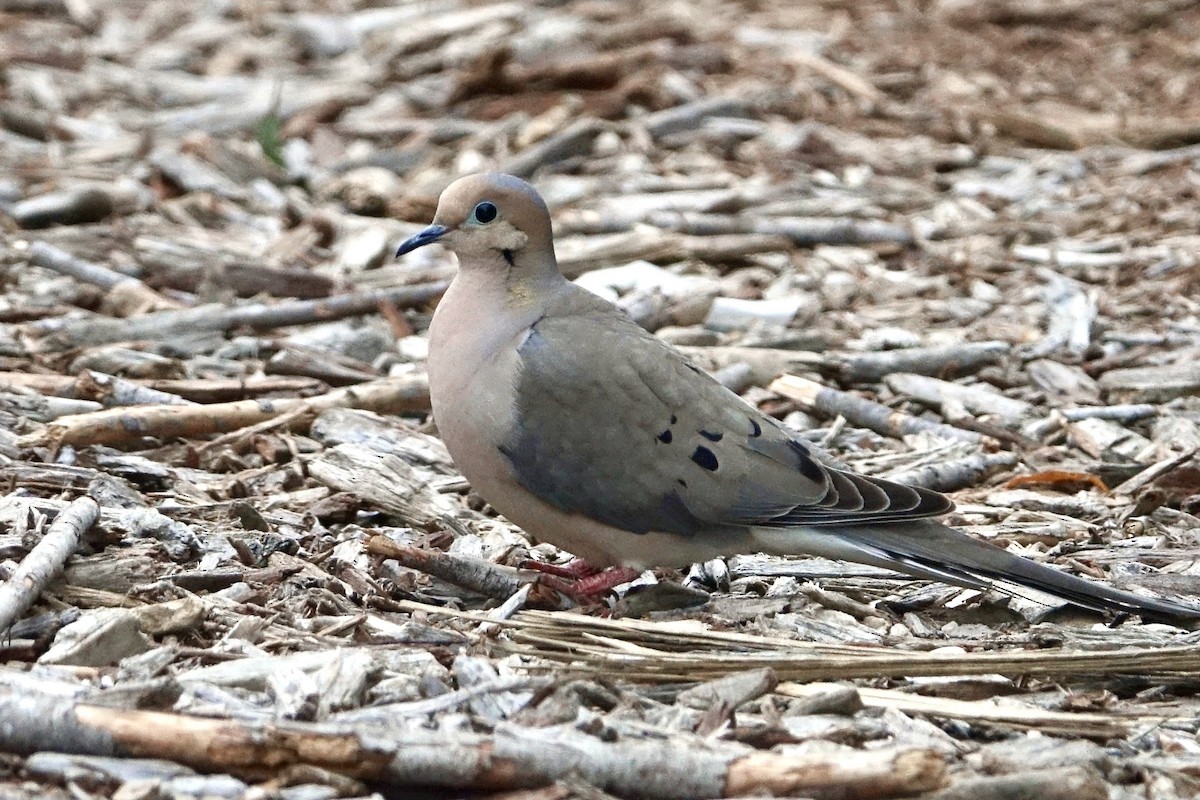 Mourning Dove - Pine Cone
