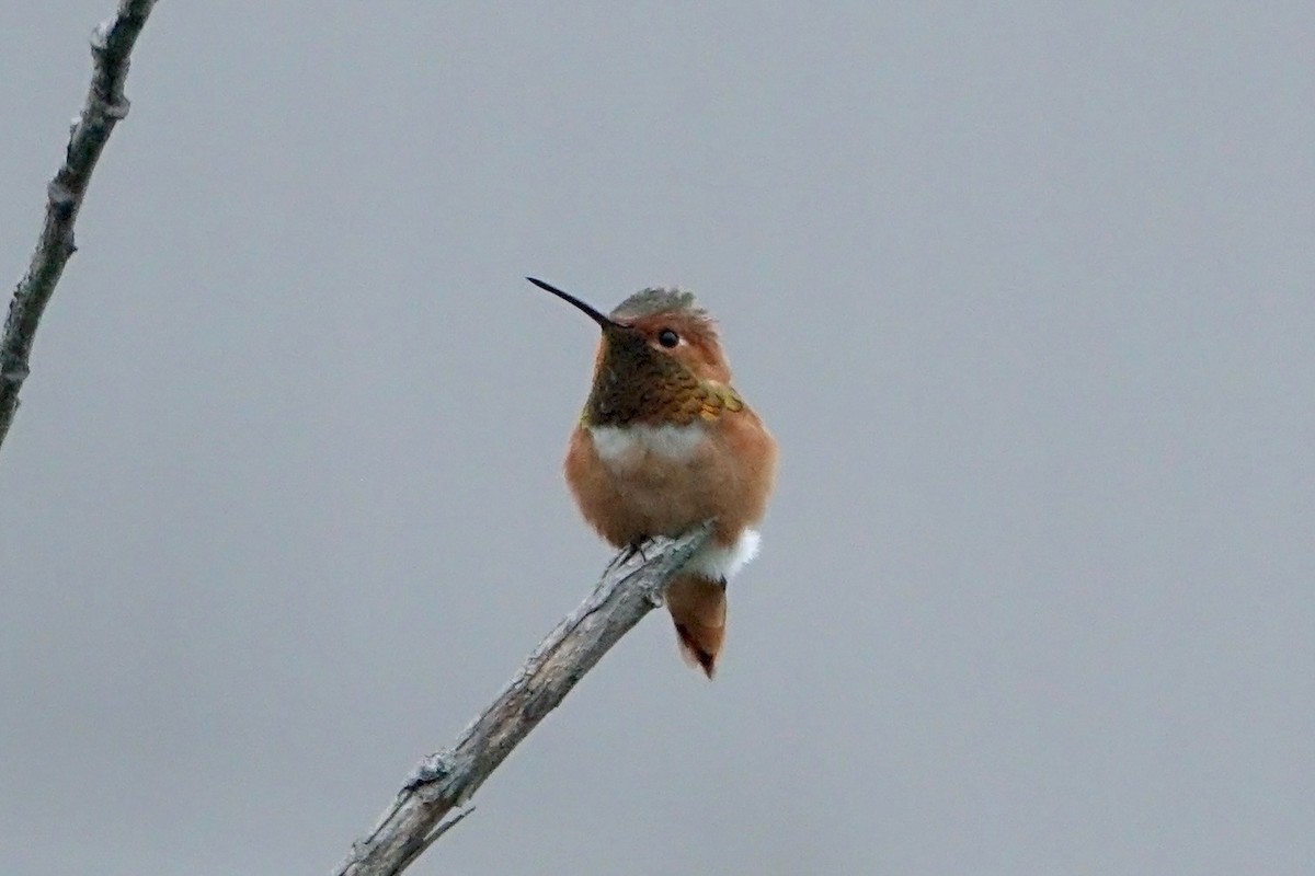 Allen's Hummingbird - Pine Cone