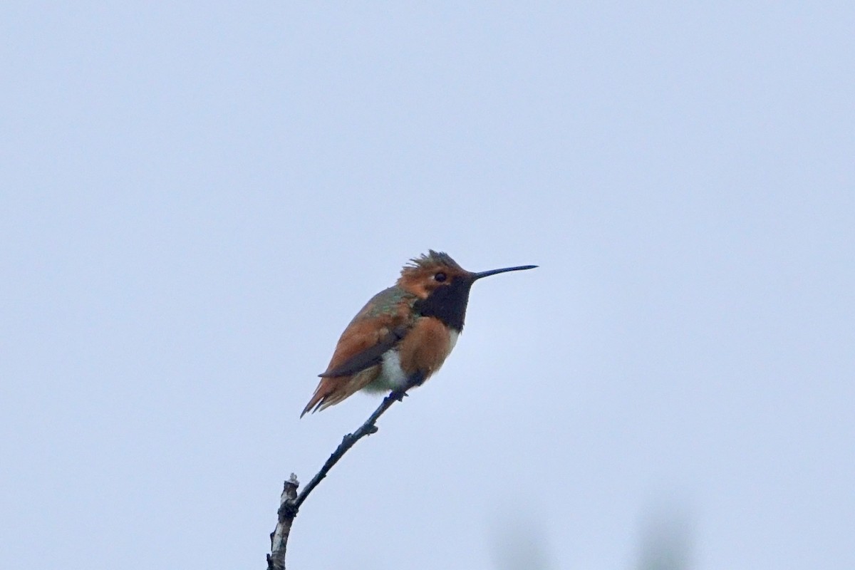 Allen's Hummingbird - ML617679879