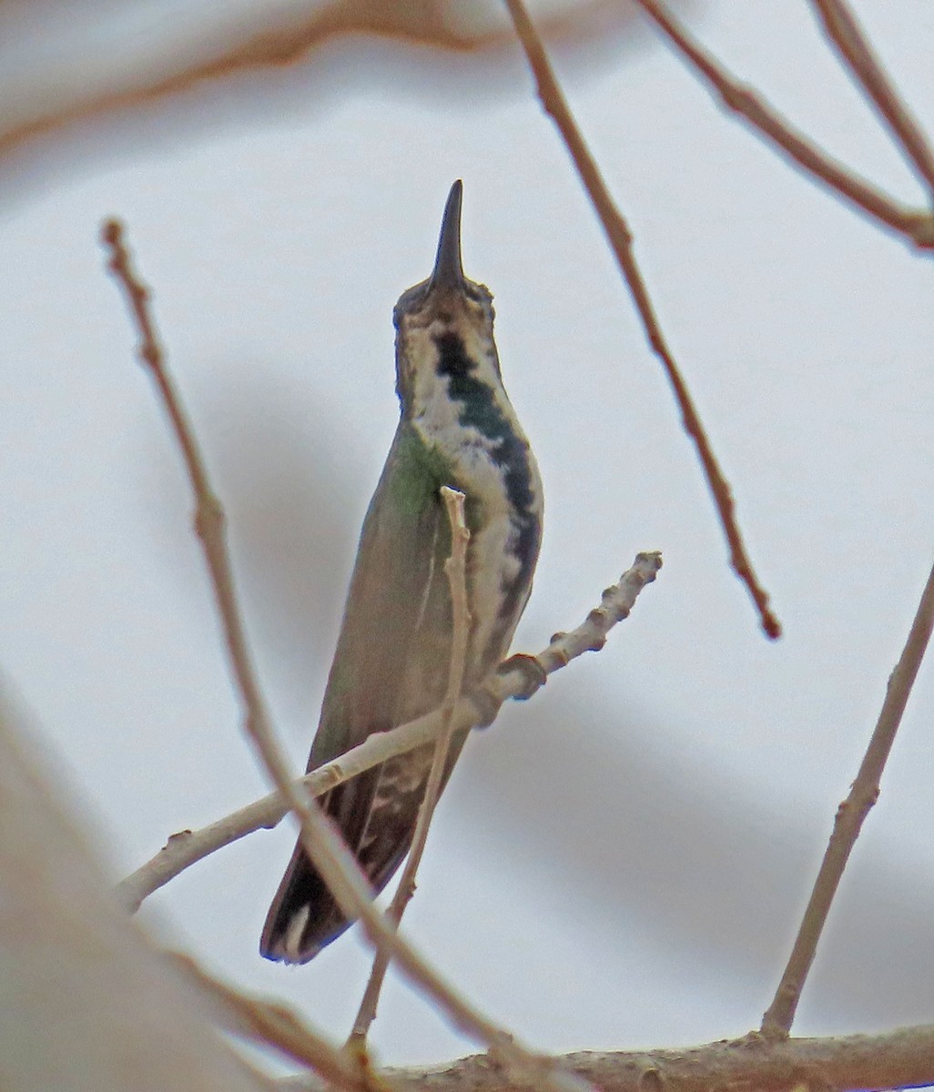 kolibřík panamský - ML617679908