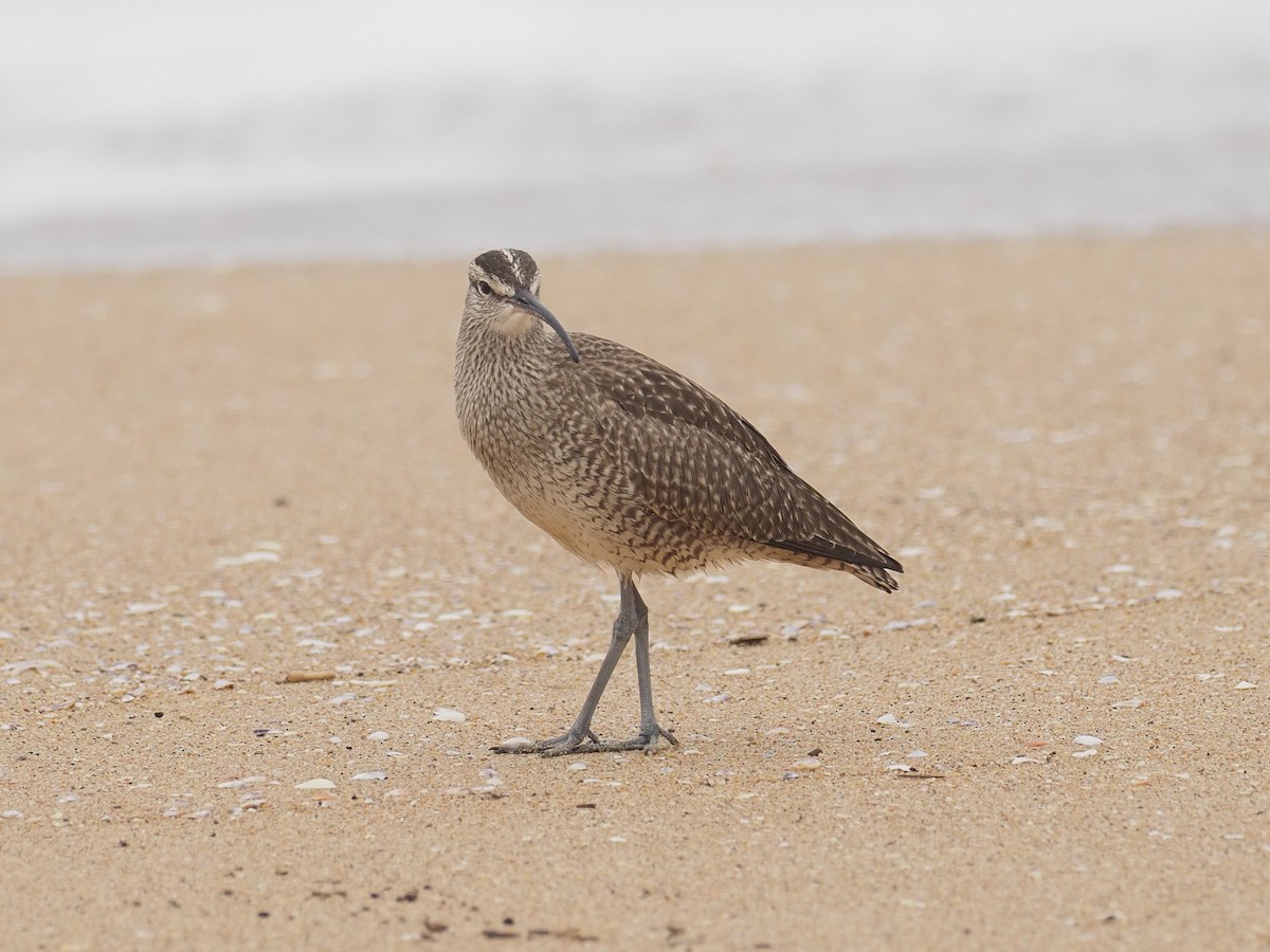 Whimbrel - Keith Parker