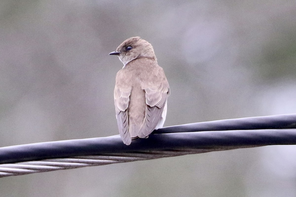 Northern Rough-winged Swallow - Trudy Rottino