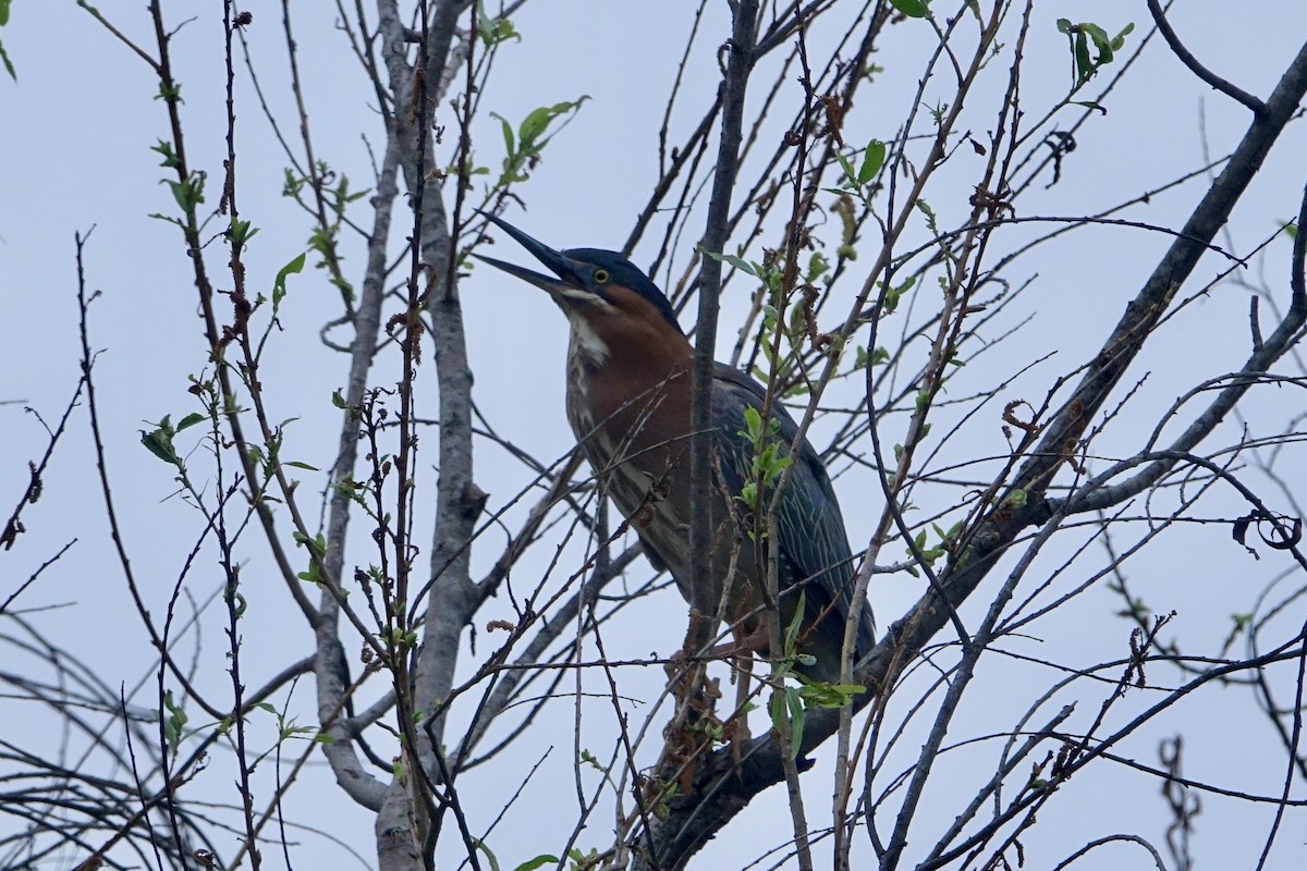 Green Heron - Pine Cone