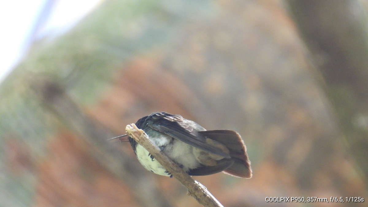 Snowy-bellied Hummingbird - Nelva de Daly