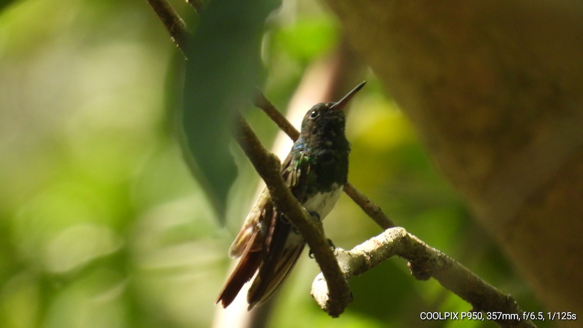 Snowy-bellied Hummingbird - Nelva de Daly