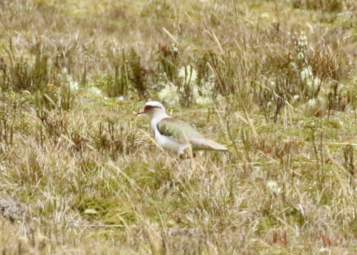 Andean Lapwing - ML617680089