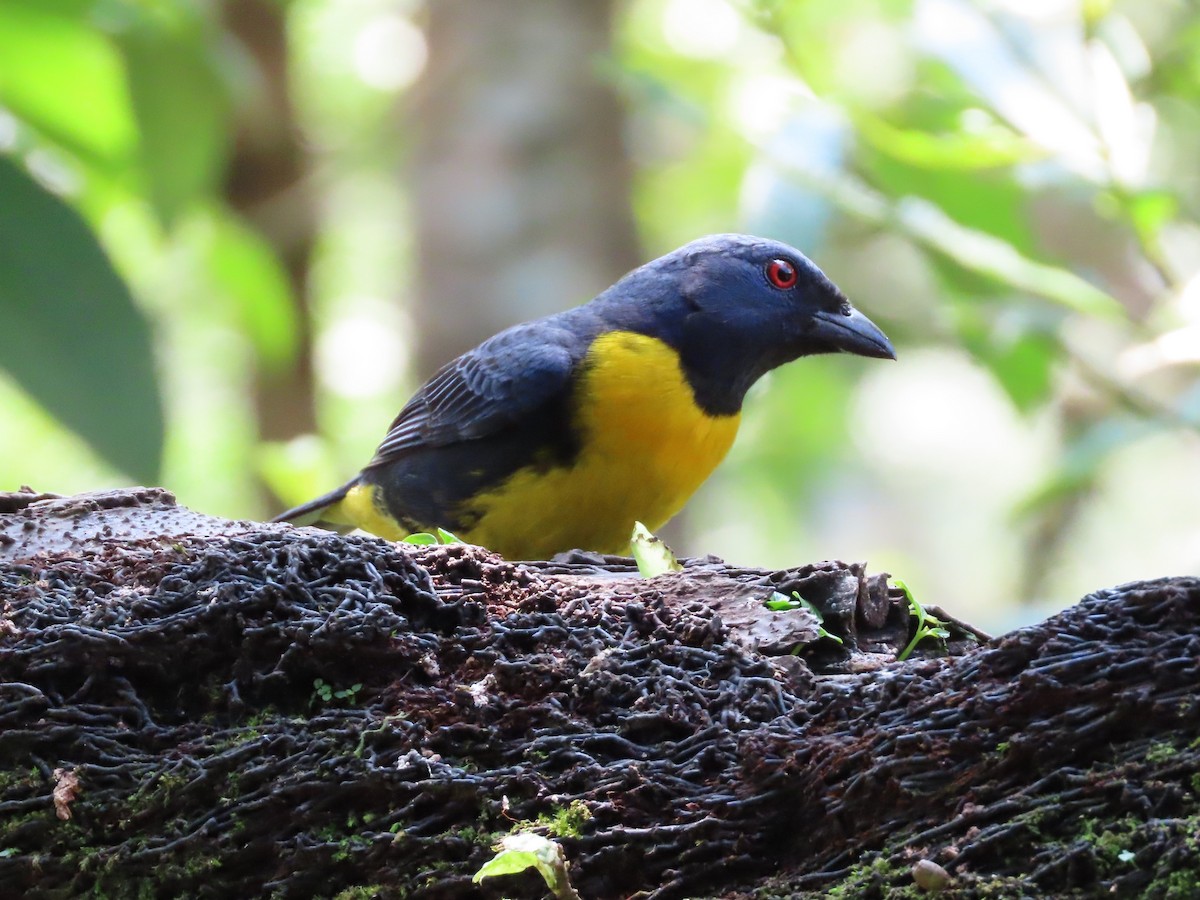 Blue-and-gold Tanager - ML617680135