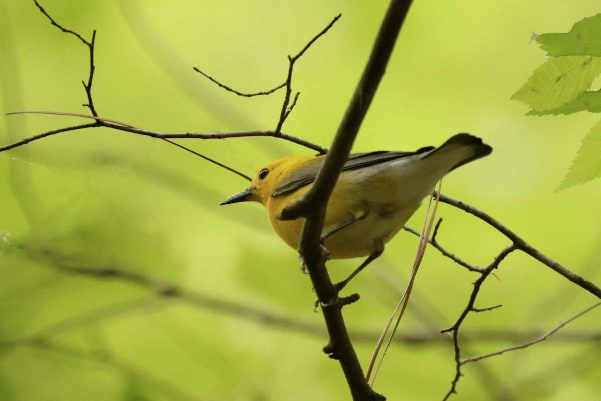 Prothonotary Warbler - ML617680152