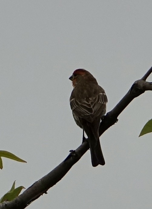 House Finch - Pine Cone