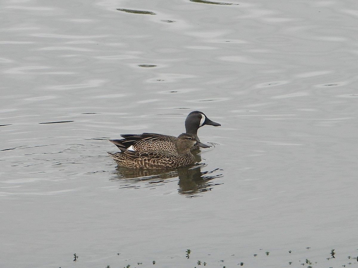 Blue-winged Teal - Doug Lithgow