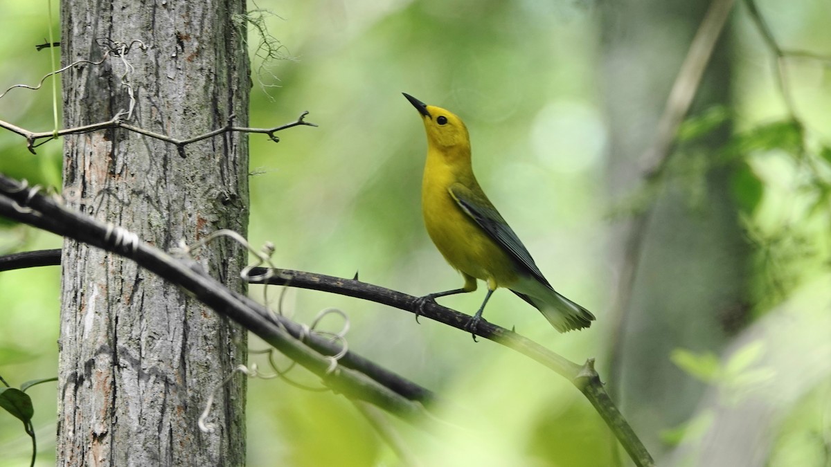Prothonotary Warbler - ML617680263