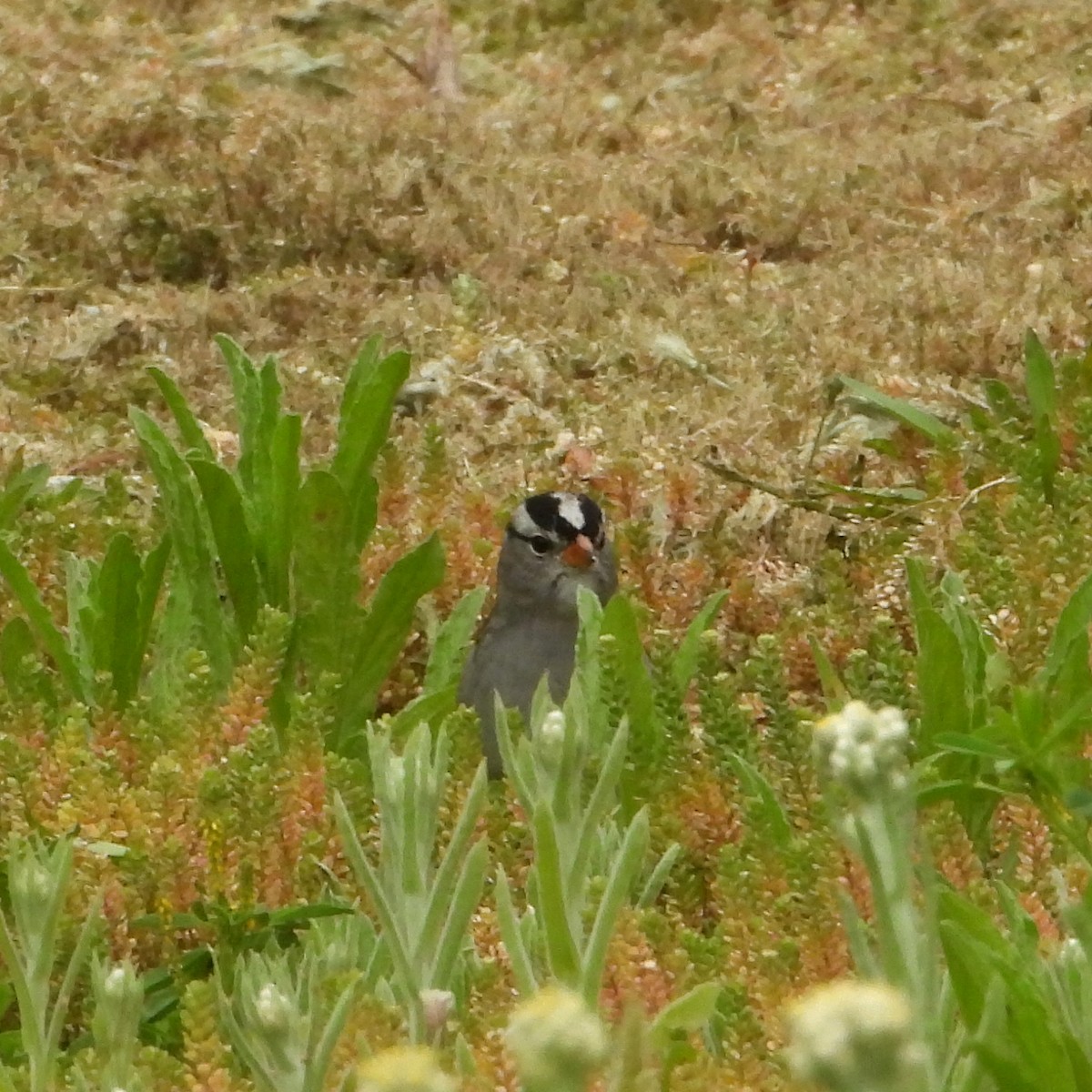 White-crowned Sparrow - ML617680358