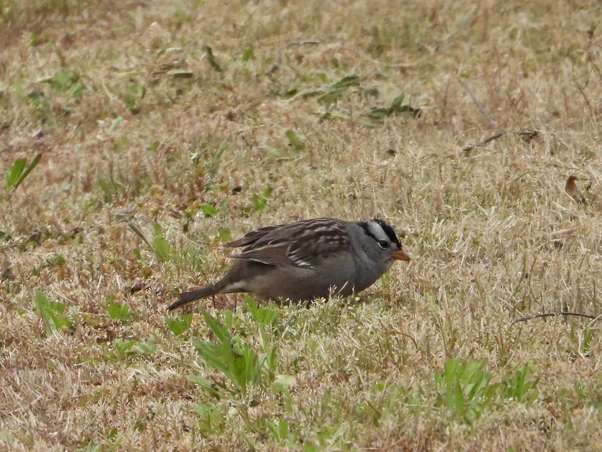 White-crowned Sparrow - ML617680359