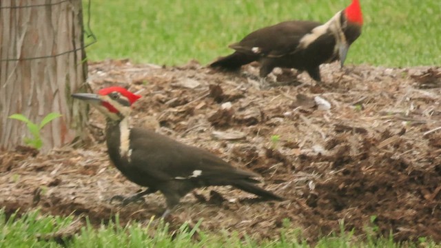 Pileated Woodpecker - ML617680382