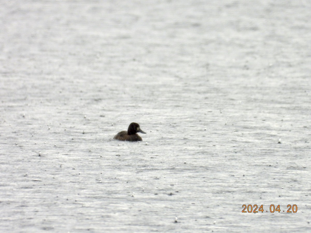 Greater Scaup - ML617680412