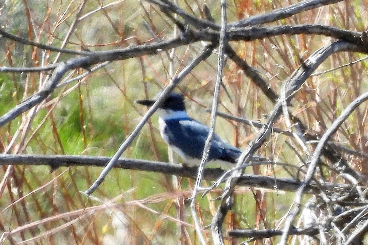 Belted Kingfisher - ML617680488