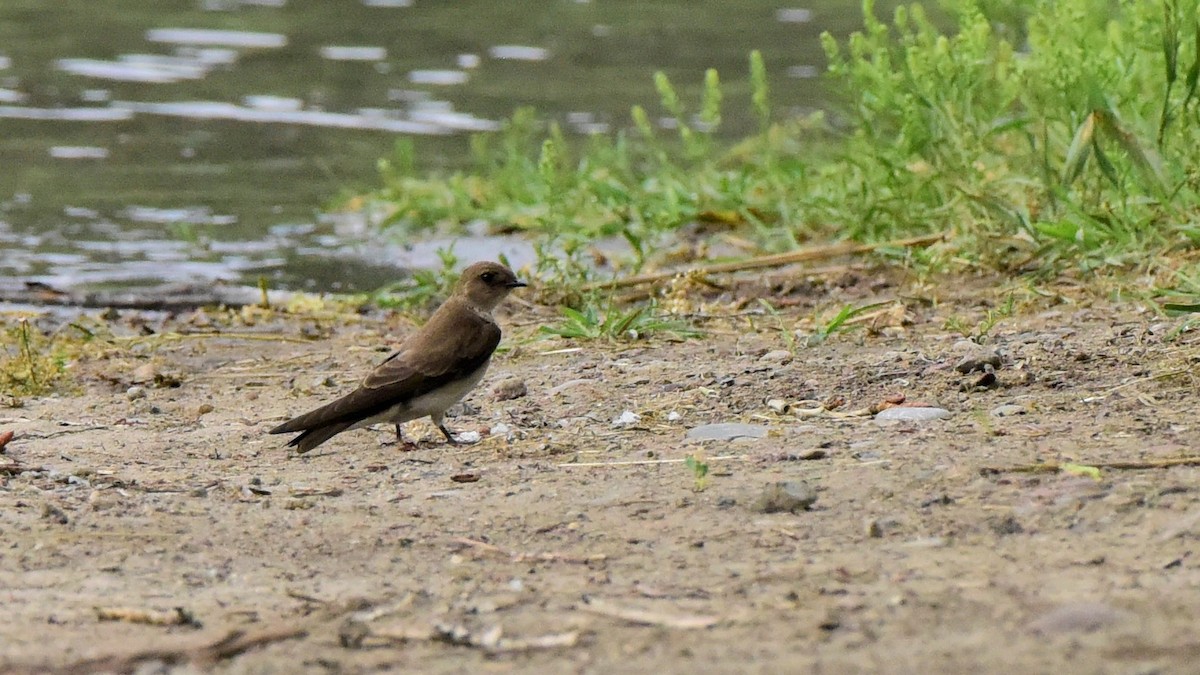 Northern Rough-winged Swallow - ML617680646