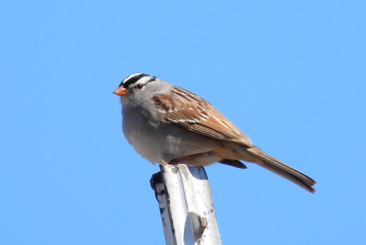 White-crowned Sparrow - ML617680662