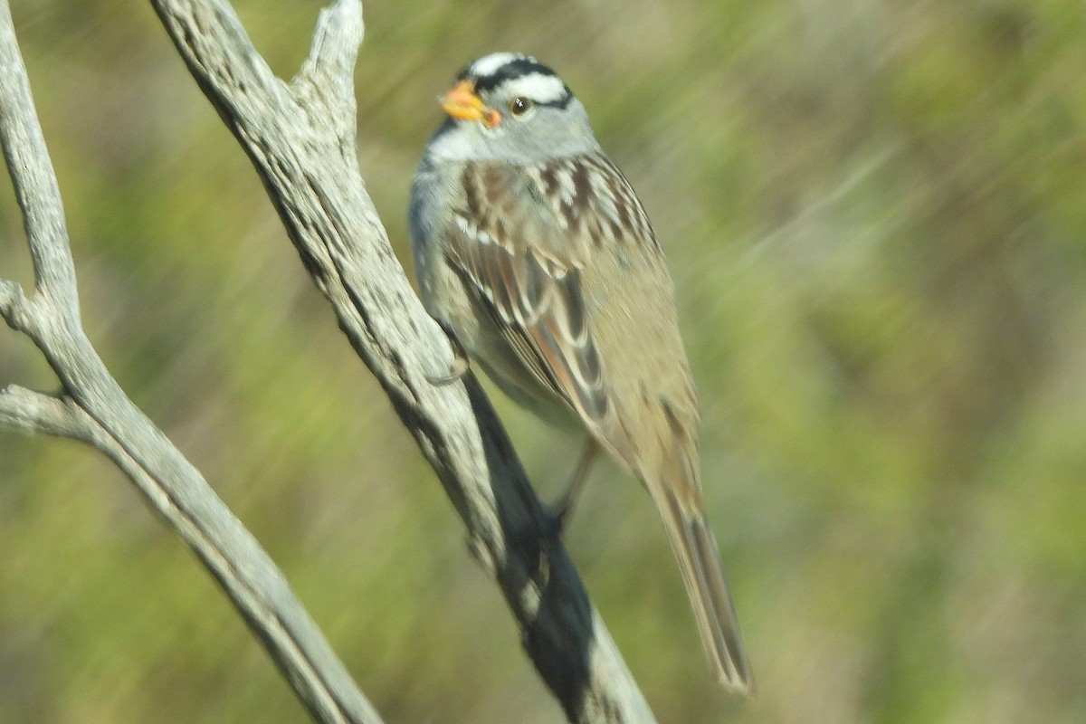 White-crowned Sparrow - ML617680664