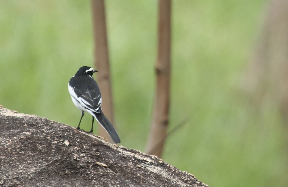 African Pied Wagtail - ML617680734