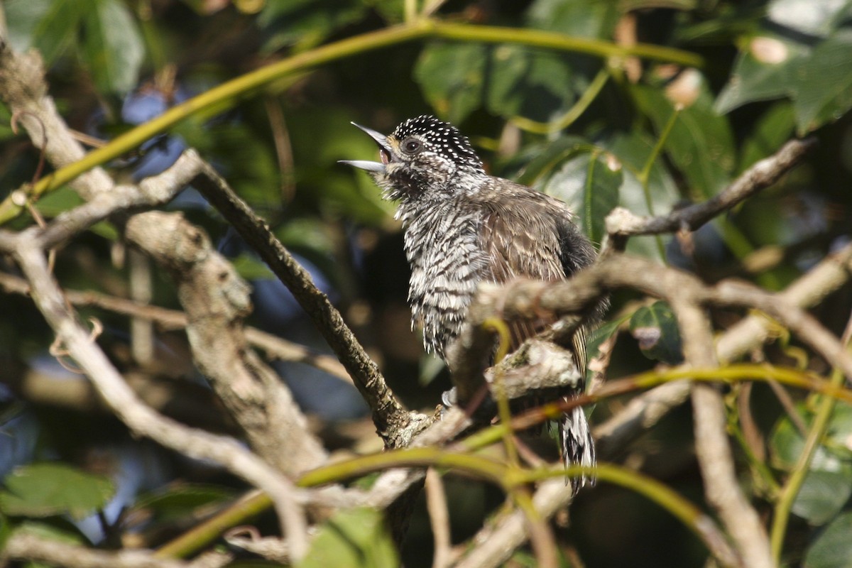 White-barred Piculet - ML617680745