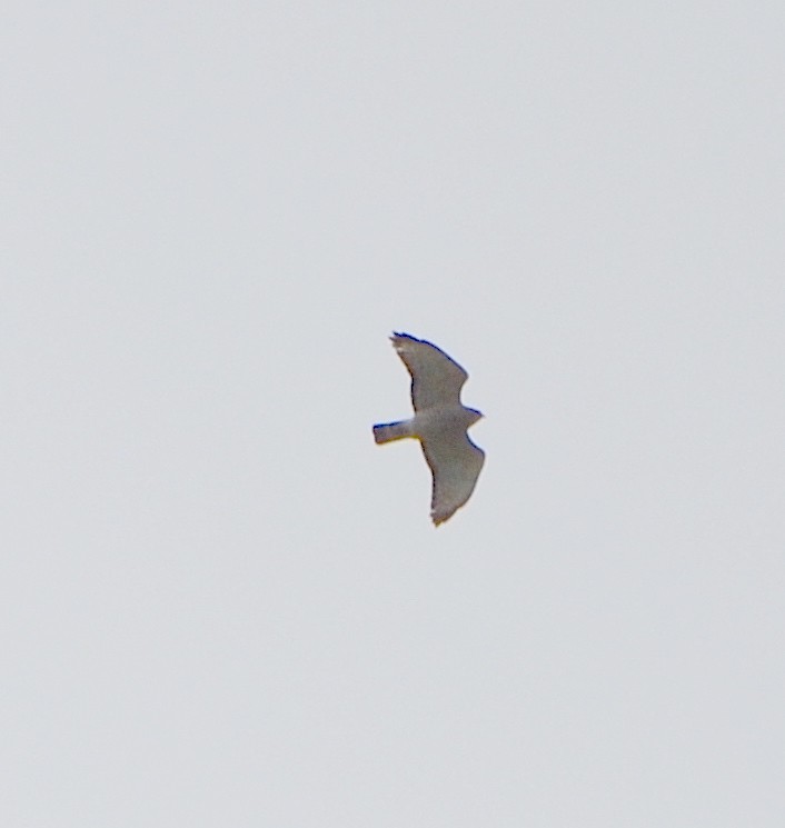 Broad-winged Hawk - ML617680749