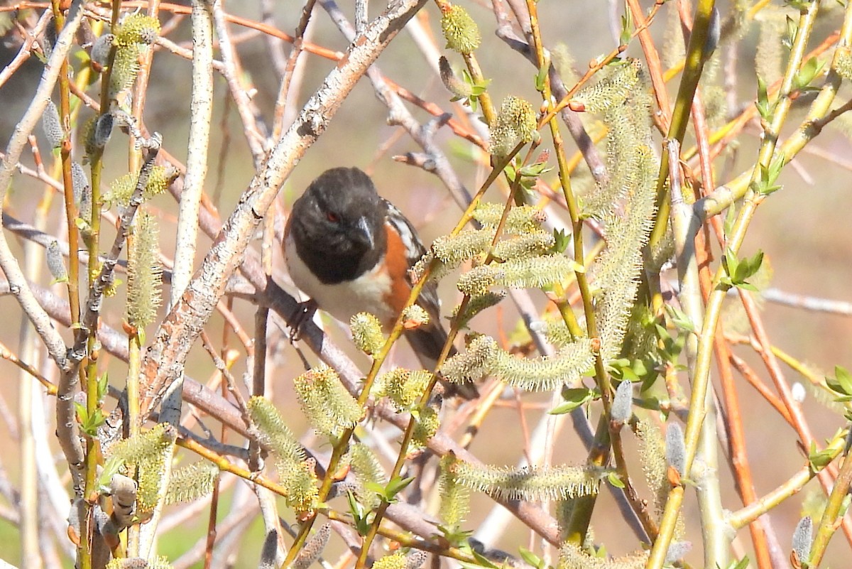 Spotted Towhee - ML617680816