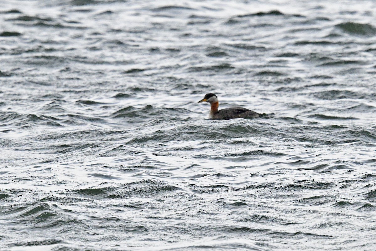 Red-necked Grebe - ML617680824