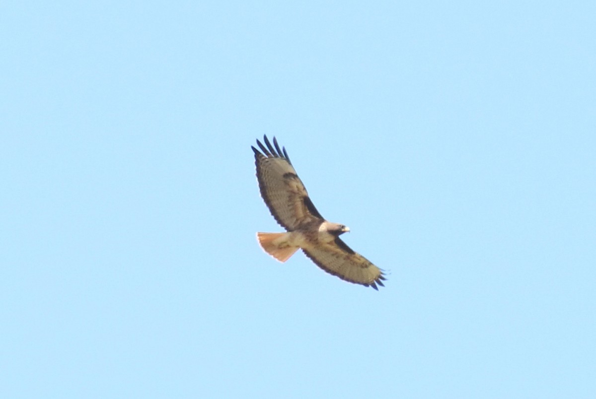 Red-tailed Hawk - ML617680915