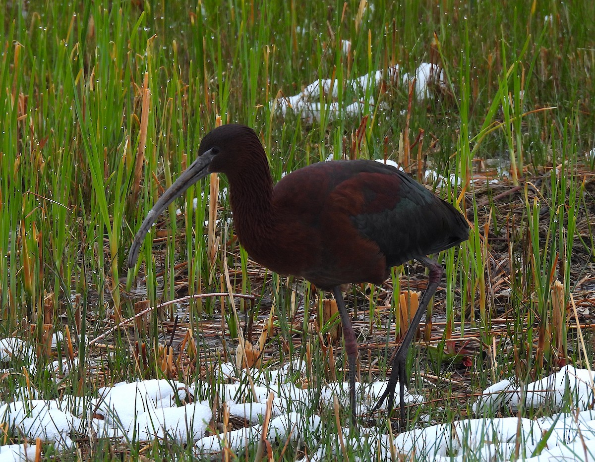 Glossy Ibis - Ted Floyd