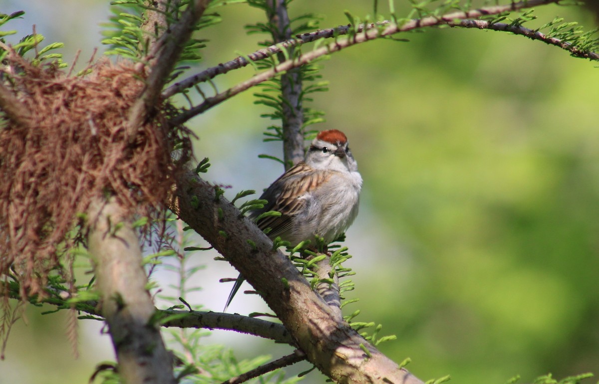 Chipping Sparrow - ML617680959