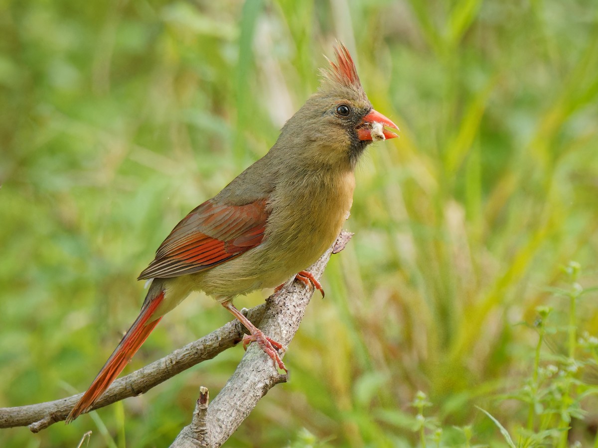 Cardinal rouge - ML617681000