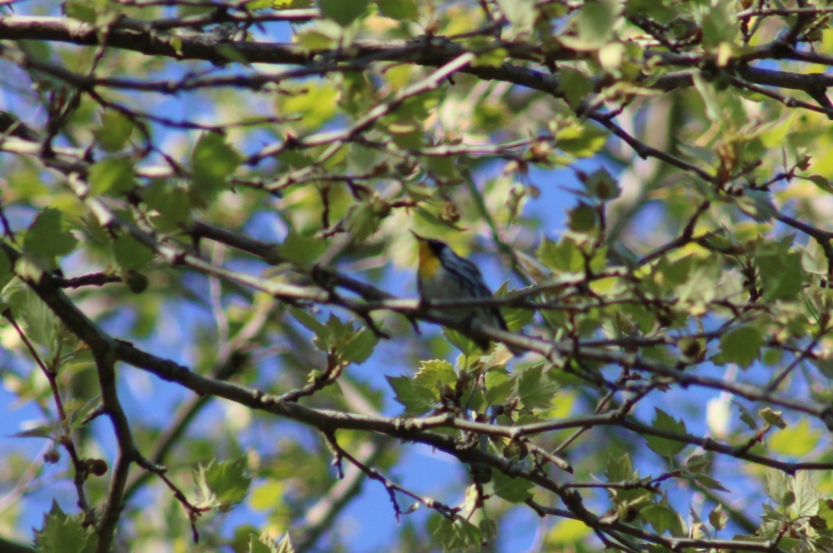 Yellow-throated Warbler - ML617681020