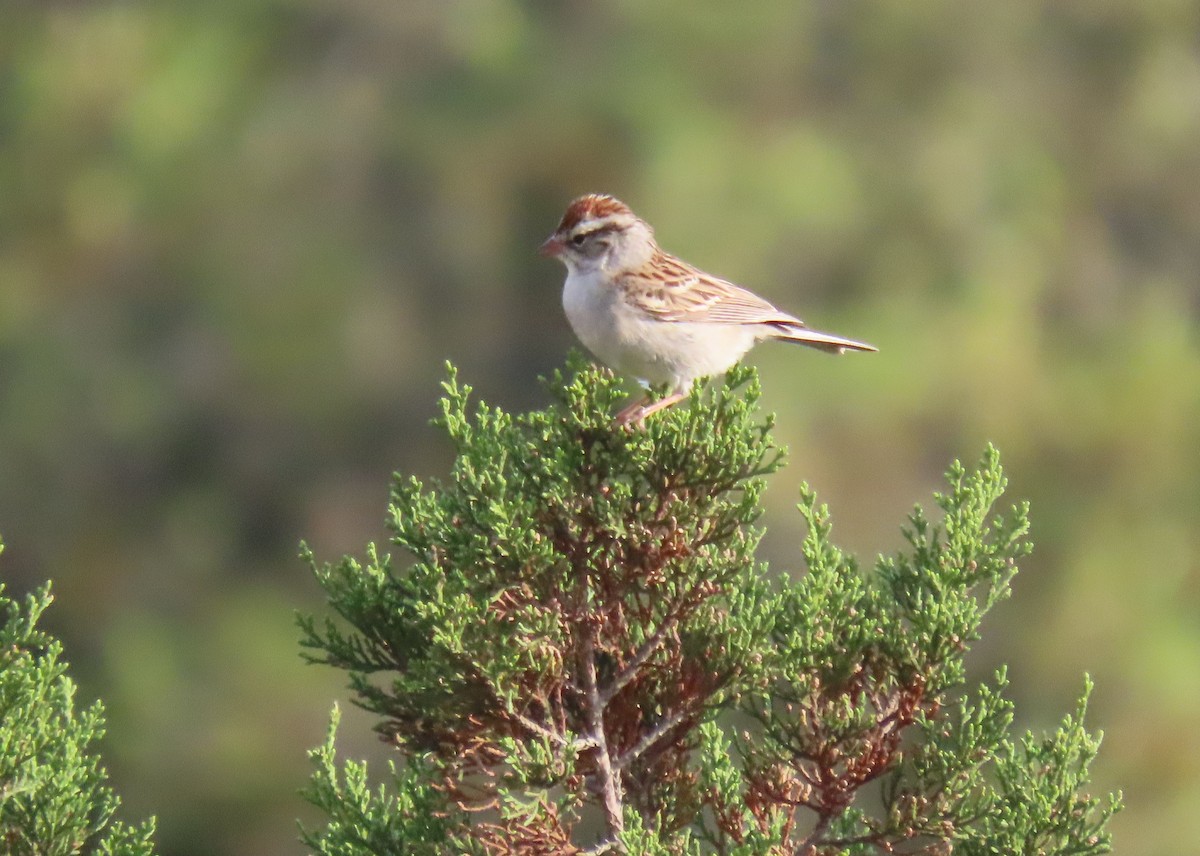 Chipping Sparrow - ML617681080