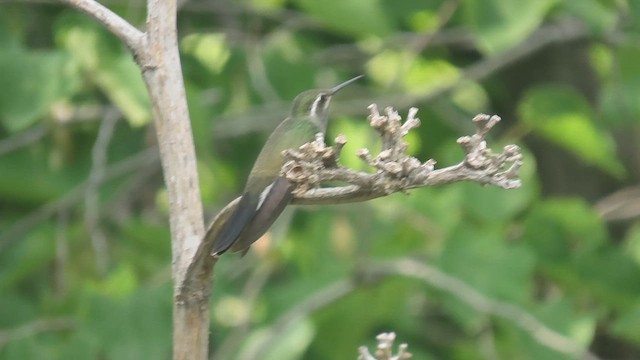 kolibřík blankytohrdlý - ML617681088