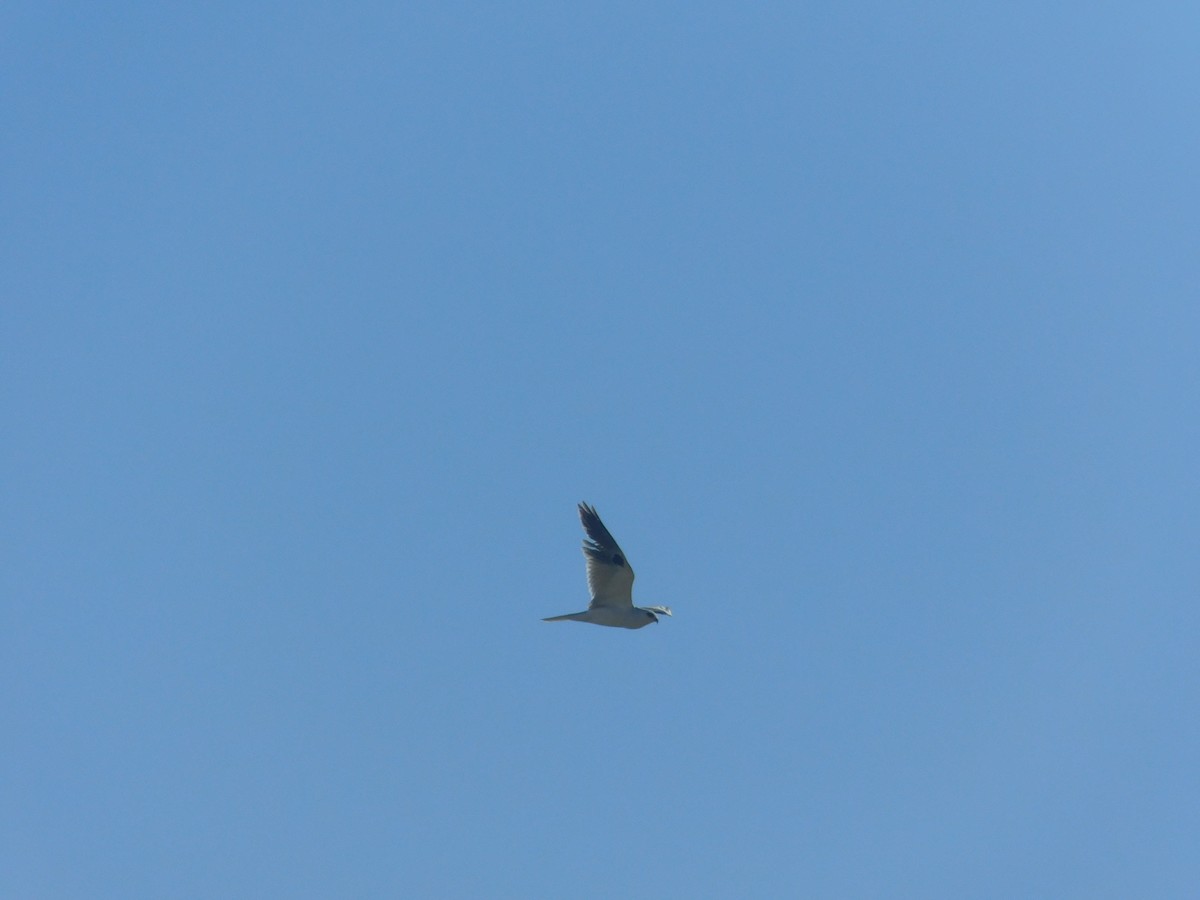 White-tailed Kite - ML617681108