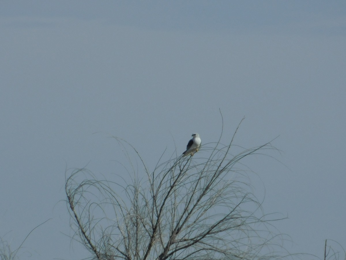 White-tailed Kite - ML617681109