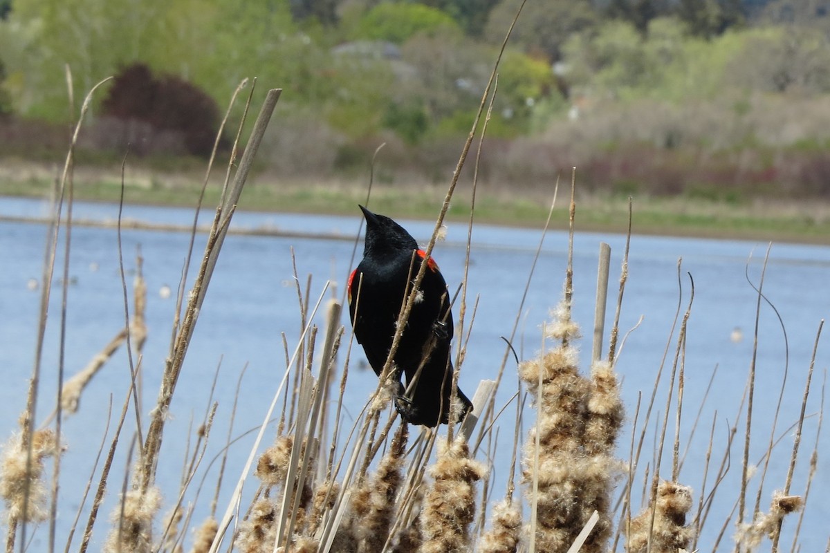 Red-winged Blackbird - ML617681116